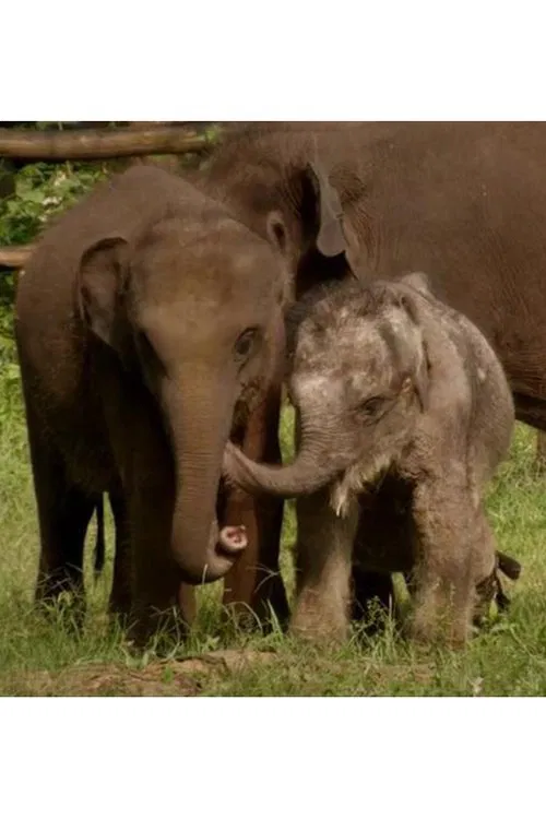 Sri Lanka: Elephant Island movie poster