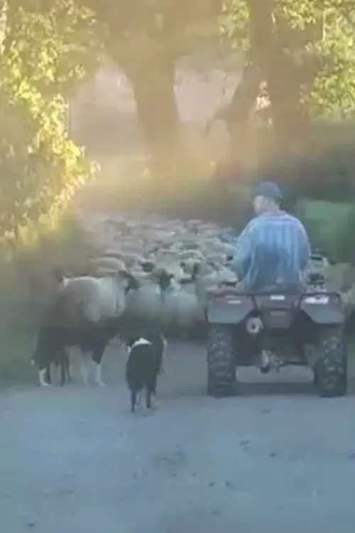 Farm Film movie poster