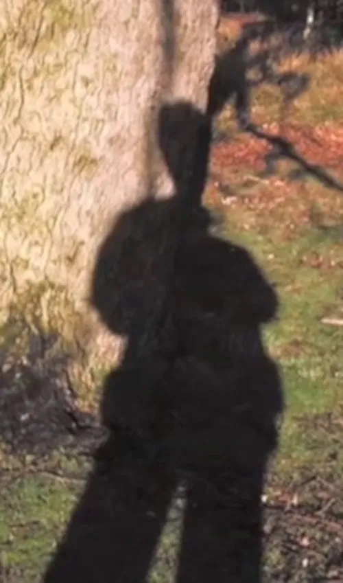 Forest Murmurs movie poster