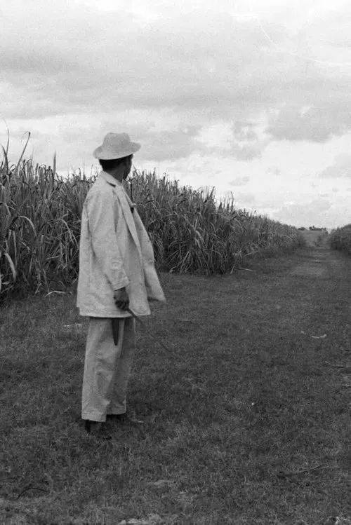 A Gavillero in the Sierra movie poster