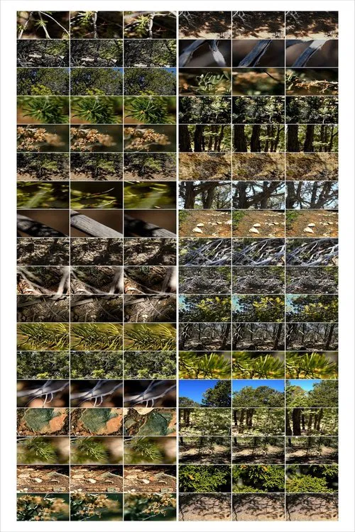 Interactions 2: Forest Near and Far movie poster