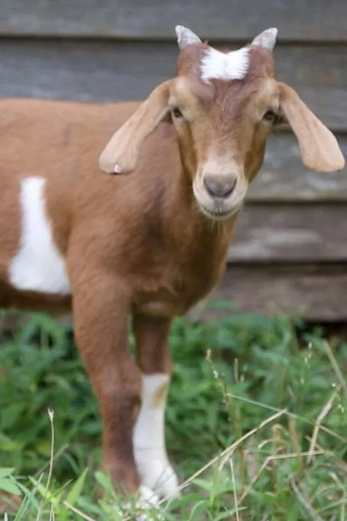 If it Won’t Hold Water, it Surely Won’t Hold a Goat movie poster