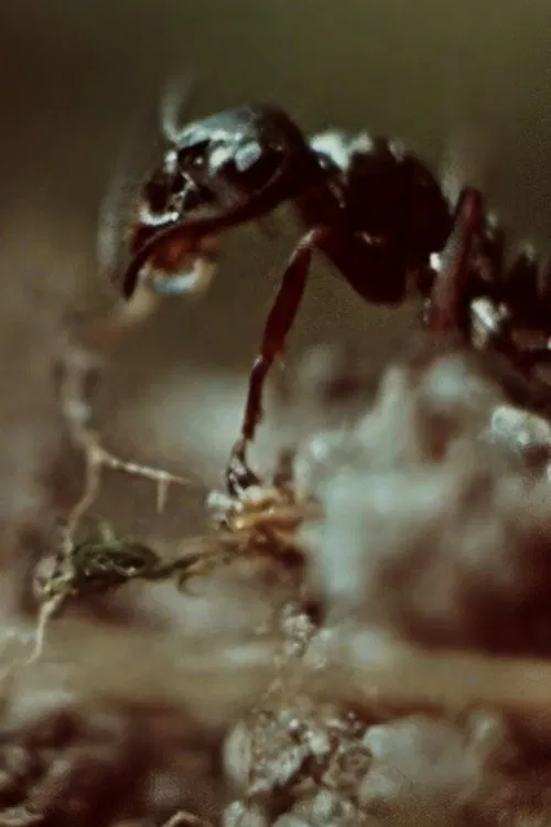 Ant Trails movie poster