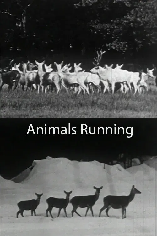 Animals Running movie poster