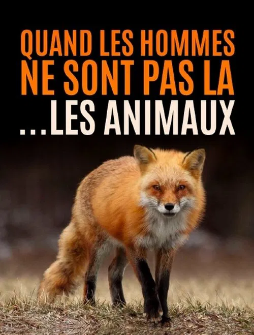 Quand l’homme n’est pas là... les animaux dansent ! tv show poster