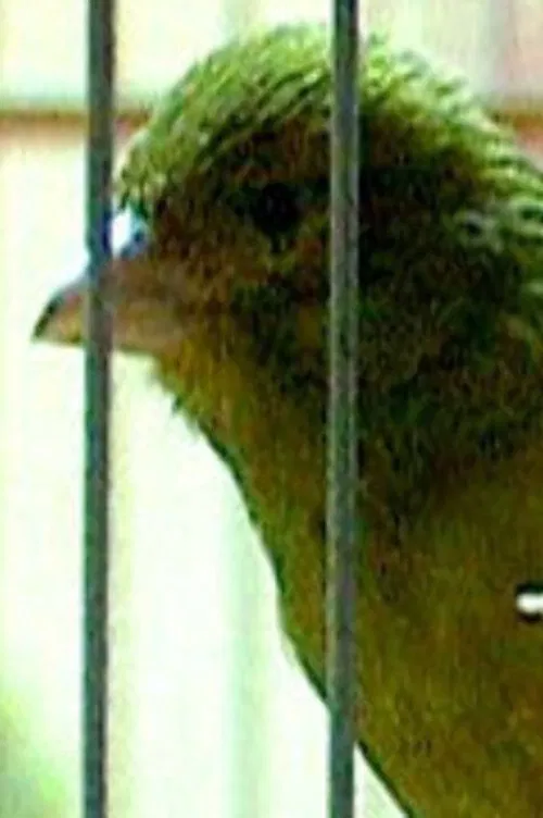 Russian Canary movie poster