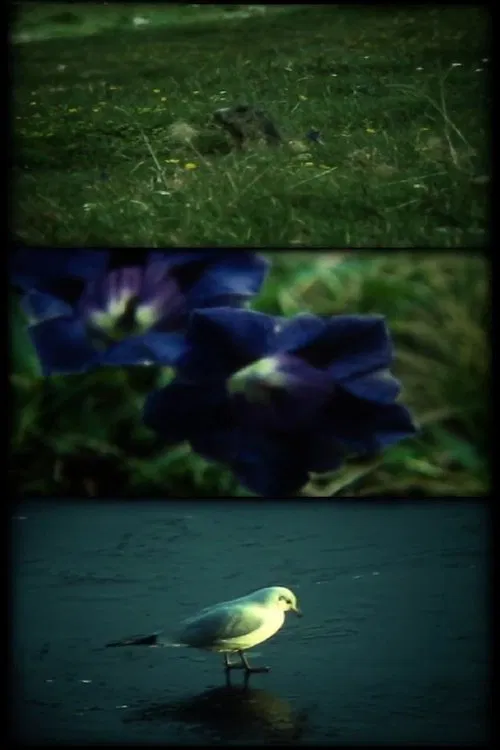 ERREGUNG ! beim sehen wilder tiere movie poster