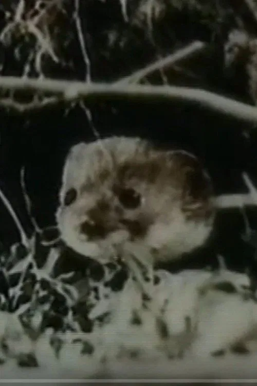 The Weasel movie poster
