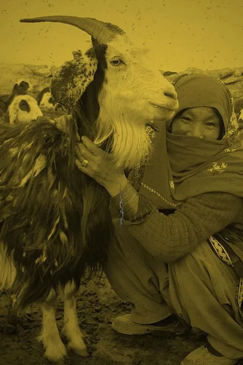 Qurut movie poster