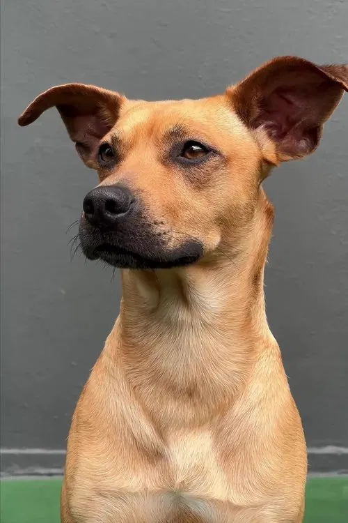 Amendoim profile picture