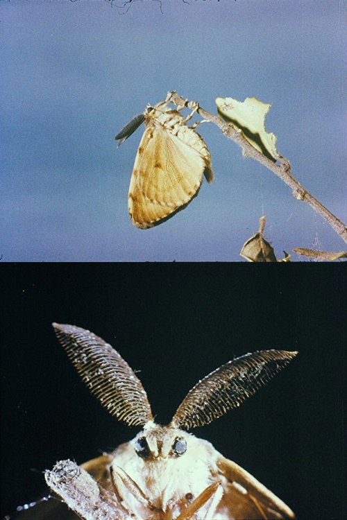 La lagarta movie poster