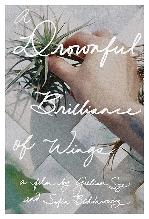 A Drownful Brilliance of Wings movie poster