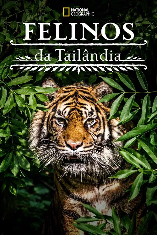 Poster do filme Felinos da Tailândia