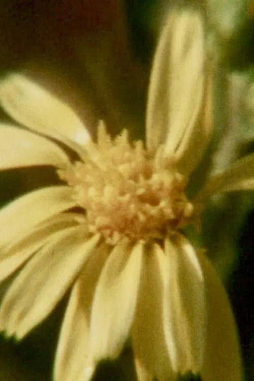 Poster do filme El Inmortal