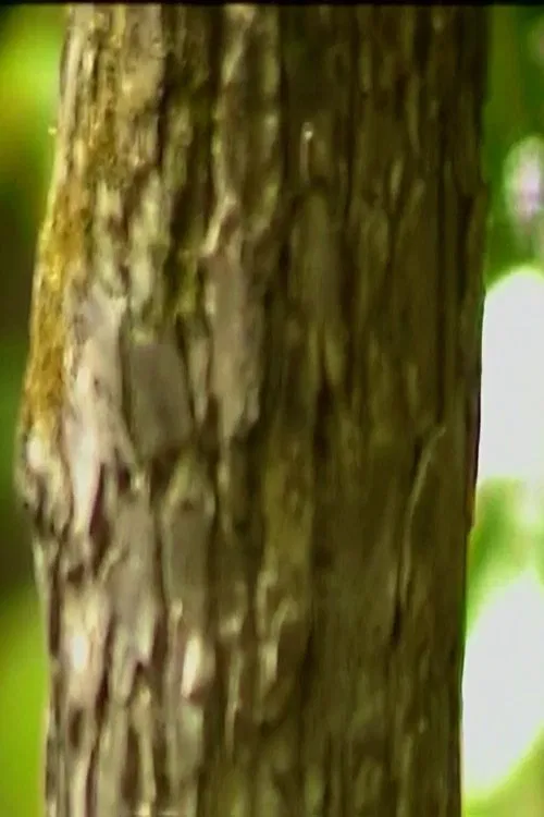 Poster do filme To Be Great Things