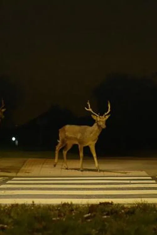 Poster do filme Canon: Urban Deer